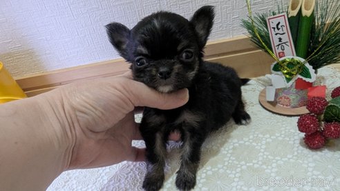 成約済の広島県のチワプー:チワワ×トイプードル-358074の108枚目