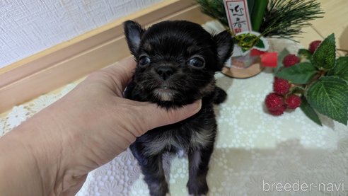 成約済の広島県のチワプー:チワワ×トイプードル-358071の110枚目