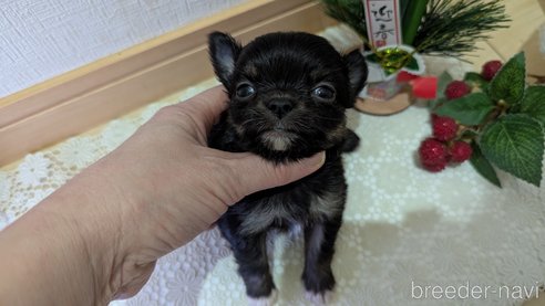 成約済の広島県のチワプー:チワワ×トイプードル-358071の105枚目