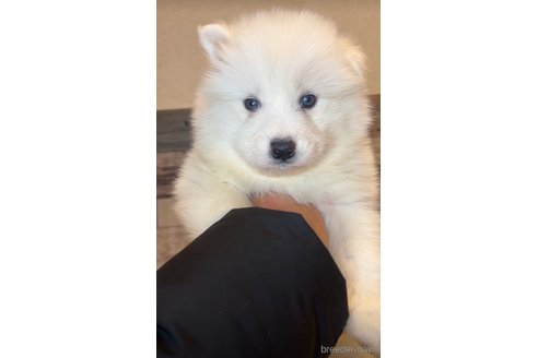 成約済の茨城県のサモエド-361377の2枚目