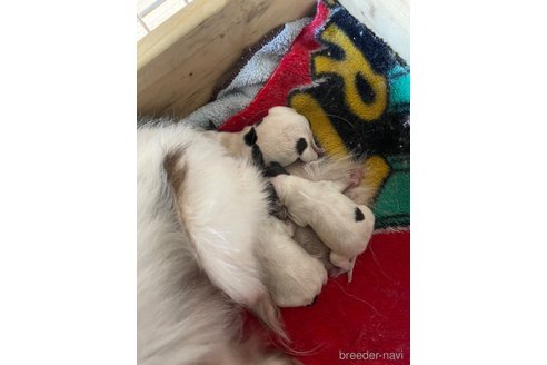 成約済の岡山県のパピヨン-361391の5枚目
