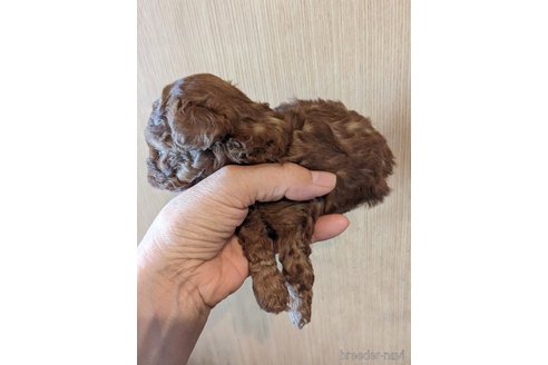 成約済の徳島県のティーカッププードル-361403の2枚目