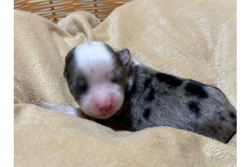 成約済の千葉県のチワワ(ロングコート)-362086の13枚目