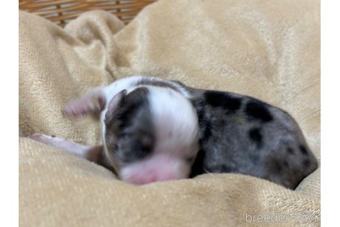 成約済の千葉県のチワワ(ロングコート)-362086の14枚目