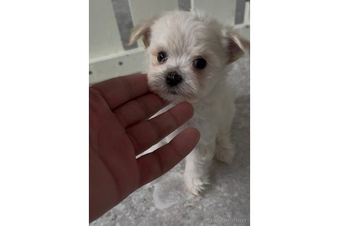 成約済の福岡県のポメマル:ポメラニアン×マルチーズ-361426の4枚目