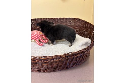 成約済の愛知県のチワワ(ロングコート)-361441の6枚目