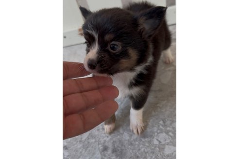 成約済の福岡県のミックス犬-361448の3枚目