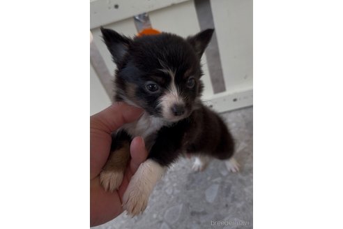 成約済の福岡県のミックス犬-361448の2枚目