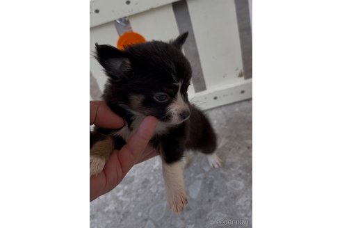成約済の福岡県のミックス犬-361448の5枚目