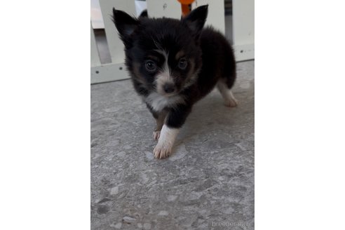 成約済の福岡県のミックス犬-361448の4枚目