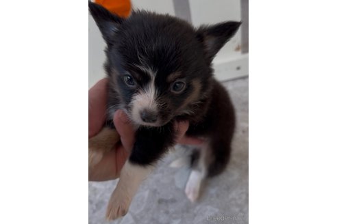 成約済の福岡県のミックス犬-361448の6枚目