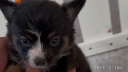 成約済の福岡県のミックス犬-361448の1枚目