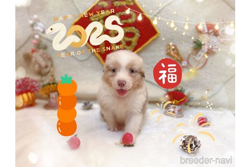 成約済の千葉県のオーストラリアンシェパード-358736の2枚目
