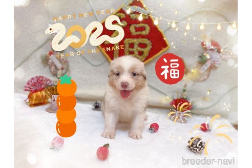 成約済の千葉県のオーストラリアンシェパード-358736の3枚目