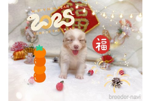 成約済の千葉県のオーストラリアンシェパード-358736の4枚目