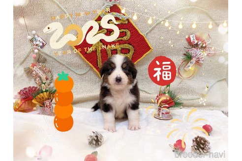 成約済の千葉県のオーストラリアンシェパード-358249の2枚目