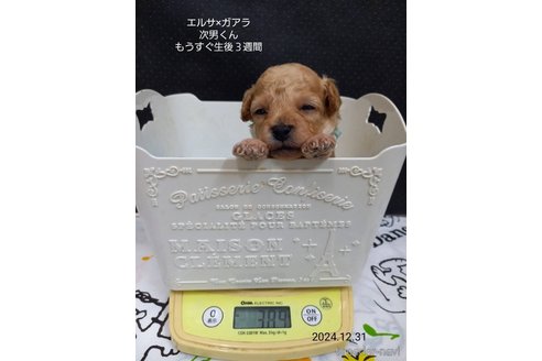 成約済の大阪府のタイニープードル-357168の10枚目
