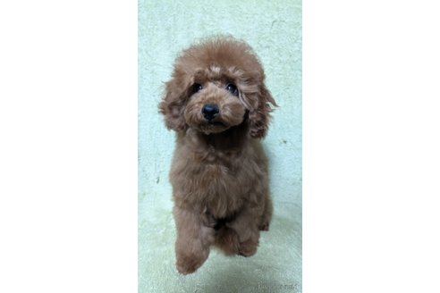 成約済の東京都のトイプードル-361545の2枚目