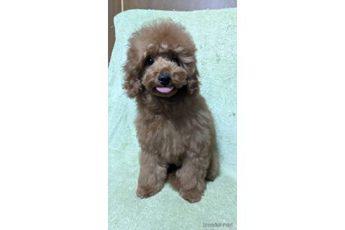 成約済の東京都のトイプードル-361545の3枚目