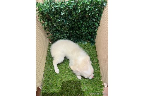 成約済の栃木県のポメチワ:ポメラニアン×チワワ-342079の3枚目