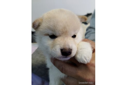 千葉県の柴犬｜男の子・2024/11/25生まれ・白色（子犬ID：358360）｜ブリーダーナビ