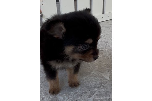 成約済の福岡県のミックス犬-361559の3枚目
