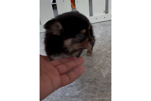 成約済の福岡県のミックス犬-361559の2枚目