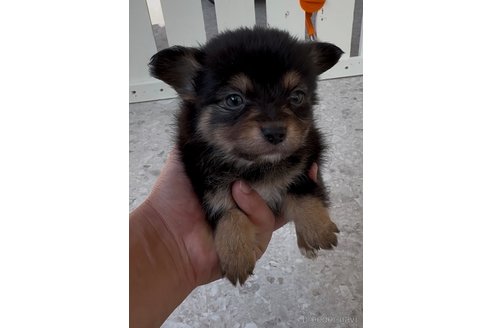 成約済の福岡県のミックス犬-361559の4枚目