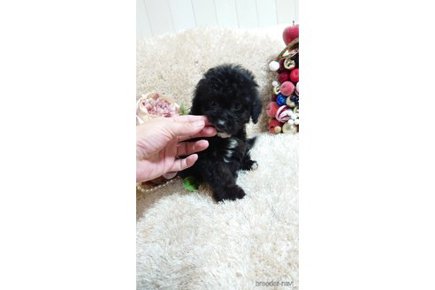 成約済の愛媛県のトイプードル-353734の2枚目