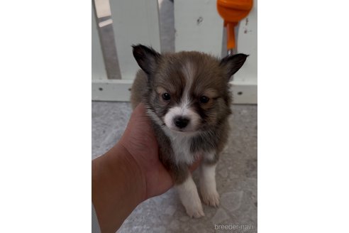 成約済の福岡県のミックス犬-361564の2枚目