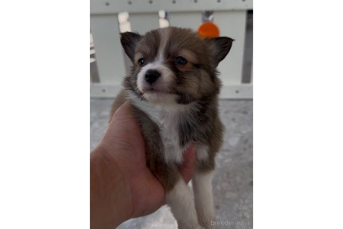 成約済の福岡県のミックス犬-361564の4枚目