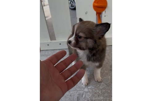 成約済の福岡県のミックス犬-361564の5枚目