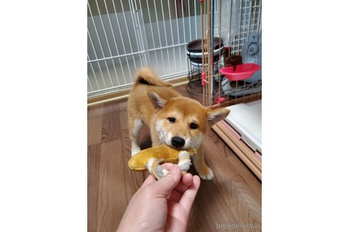 販売中の千葉県の柴犬-356791の17枚目