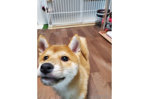 販売中の千葉県の柴犬-356791の15枚目