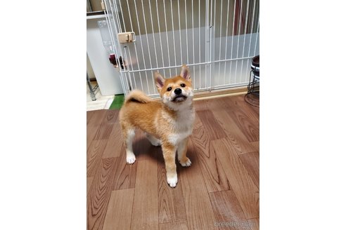 販売中の千葉県の柴犬-356791の14枚目