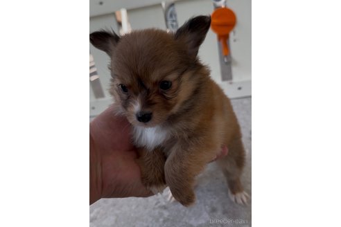 成約済の福岡県のミックス犬-361567の4枚目