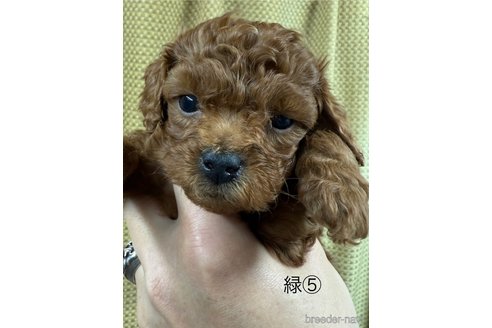 成約済の愛知県のトイプードル-361576の10枚目