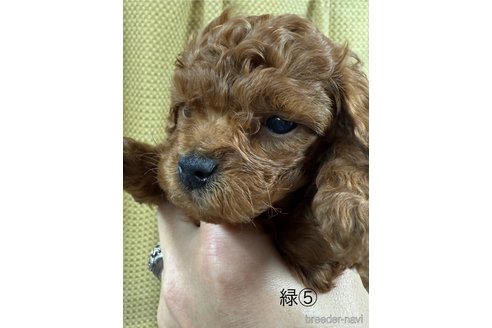 成約済の愛知県のトイプードル-361576の11枚目