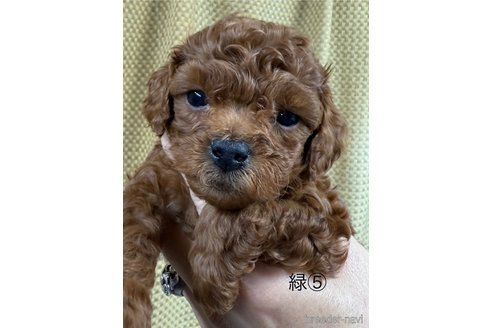 成約済の愛知県のトイプードル-361576の9枚目