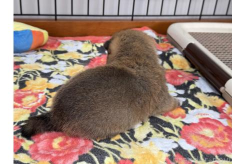 成約済の岡山県の豆柴-361700の5枚目
