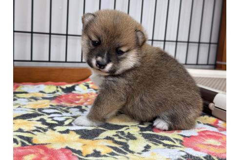 成約済の岡山県の豆柴-361700の4枚目
