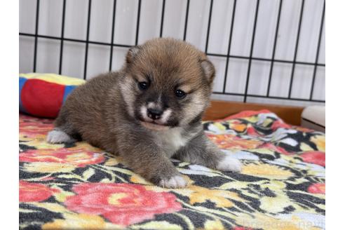 成約済の岡山県の豆柴-361700の3枚目