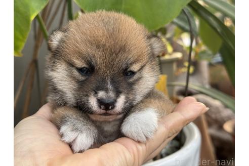 成約済の岡山県の豆柴-361700の2枚目