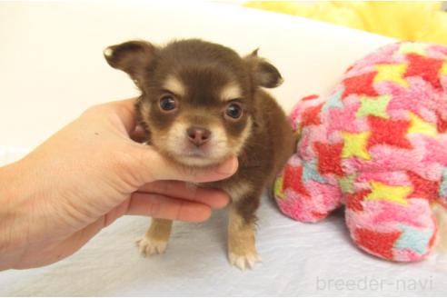 成約済の大阪府のチワワ(ロングコート)-361708の2枚目