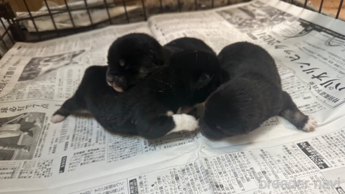 成約済の熊本県の豆柴-360233の6枚目