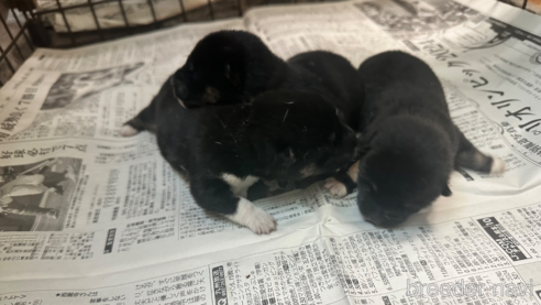 成約済の熊本県の豆柴-360232の5枚目