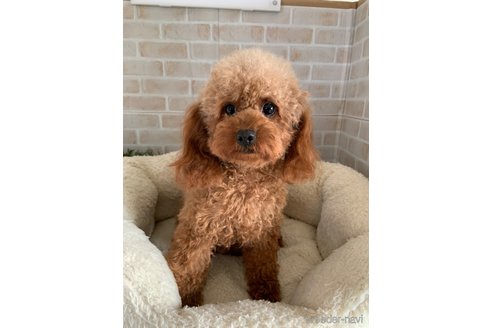 ポッポちゃん1枚目