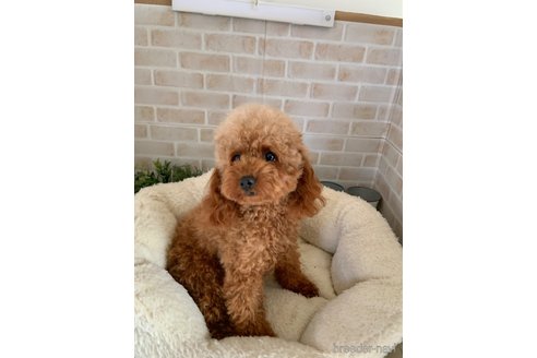 ポッポちゃん1枚目