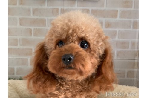 ポッポちゃん1枚目