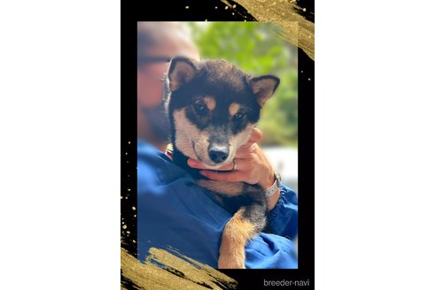 成約済の栃木県の柴犬-361615の5枚目